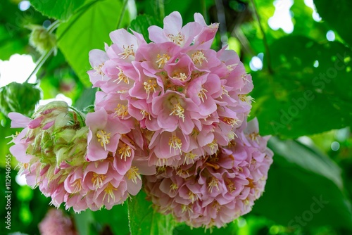 Delicate Pink Flowers of Dombeya Elegans in Natural Light