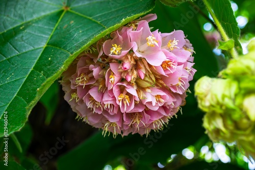 Tropical Beauty: Pink Dombeya Elegans Flowers in Bloom