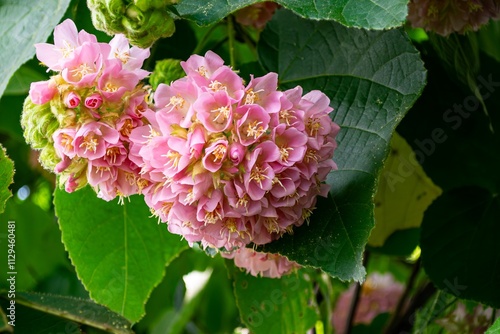 Blooming Dombeya Elegans Showcasing Vibrant Pink Hues
