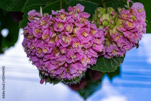 Elegant Pink Blooms of Dombeya Elegans in Full Glory