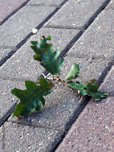 Green oak leaf on the pavement in the city park in autumn.
