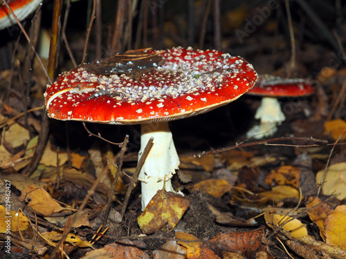 Amanita muscaria, fly agaric or fly amanita