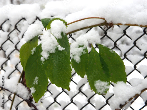 Green leaves covered with snow on a chain link fence in winter.