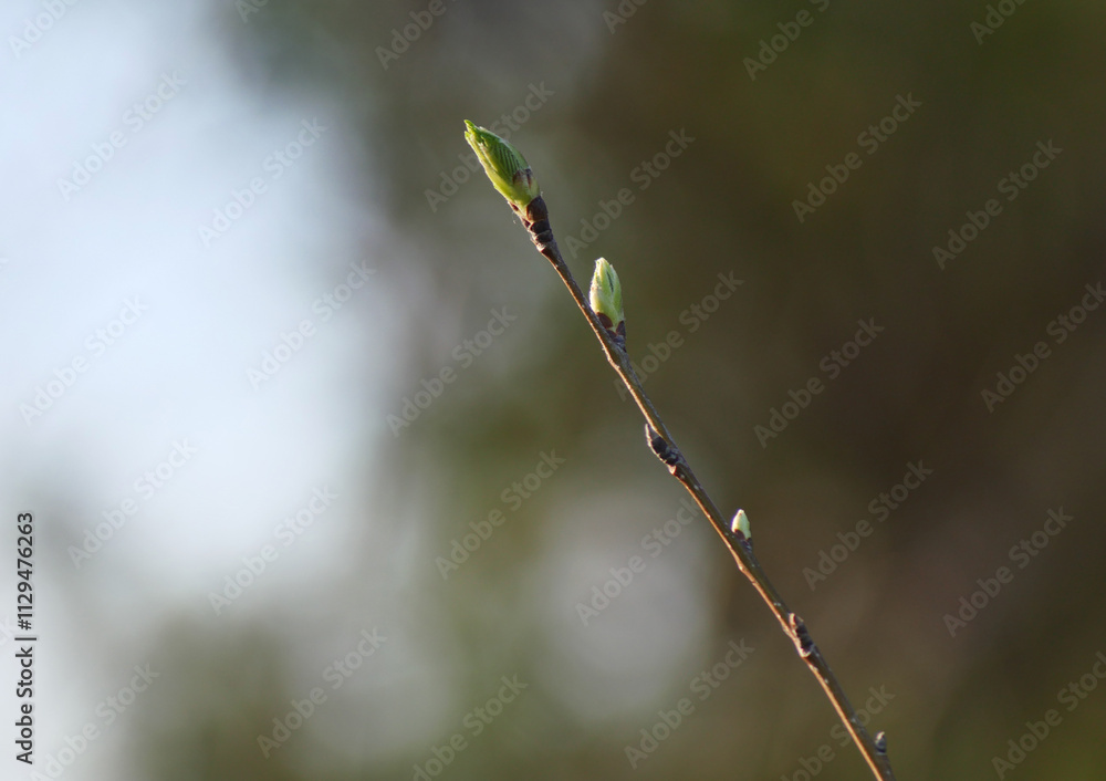 Spring nature closeup, green branches and bokeh Spring nature closeup, green branches and bokeh