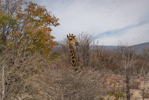 Afrikanische Tierwelt