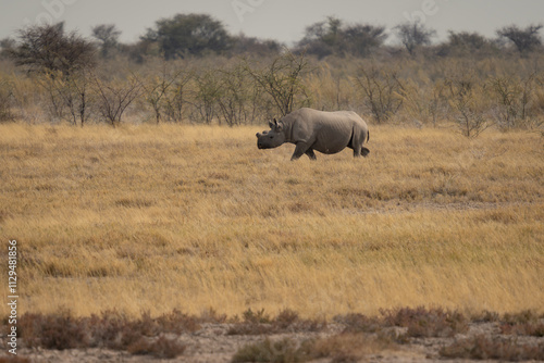 Afrikanische Tierwelt