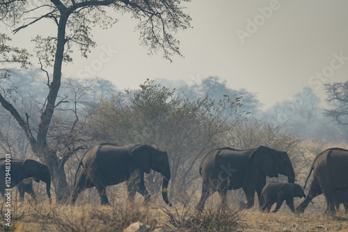 Afrikanische Tierwelt