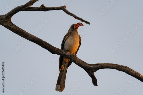 Afrikanische Tierwelt