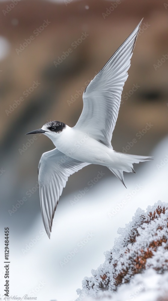 Obraz premium An arctic tern glides over icy waters, displaying its elegance and remarkable migration skills in the cold