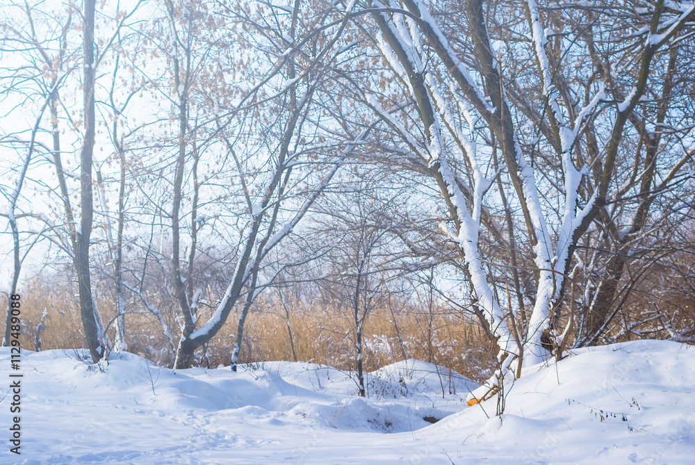 calm forest glade covered by snow at the bright winter day, beautiful outdoor seasonal scene calm forest glade covered by snow at the bright winter day, beautiful outdoor seasonal scene