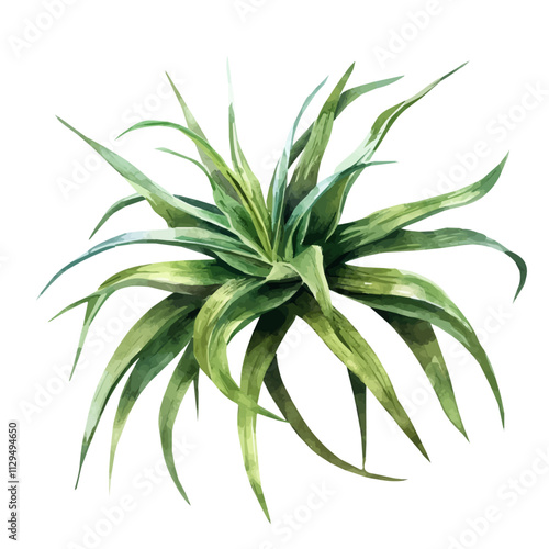 A watercolor vector of an agave plant, isolated on a white background. Agave vector.