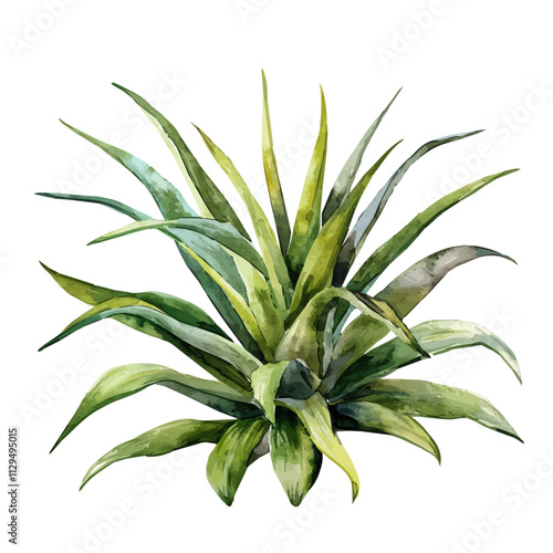 A watercolor of an agave plant, isolated on a white background. Agave vector.