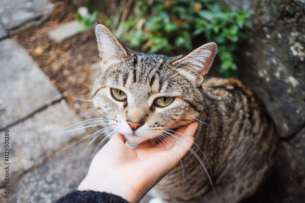 Affectionate tabby cat enjoying attention in garden setting Affectionate tabby cat enjoying attention in garden setting