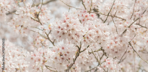 pink and white cherry blossom flowers on tree in early spring