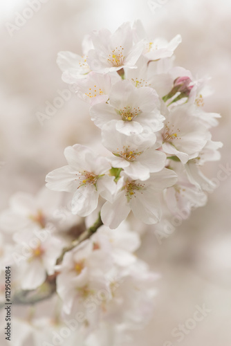 seamless background with close-up of white cherry blossom  flowers on tree branch photo