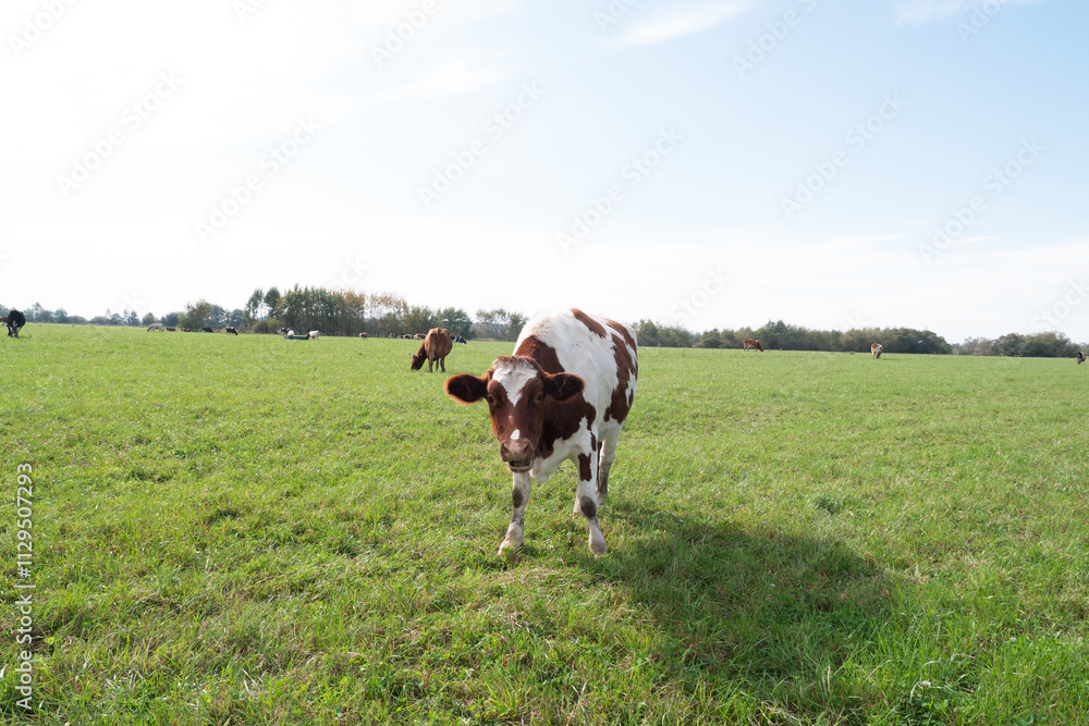 Cows graze on the pasture of the farm. Agriculture. Cattle breeding. Cows graze on the pasture of the farm. Agriculture. Cattle breeding.