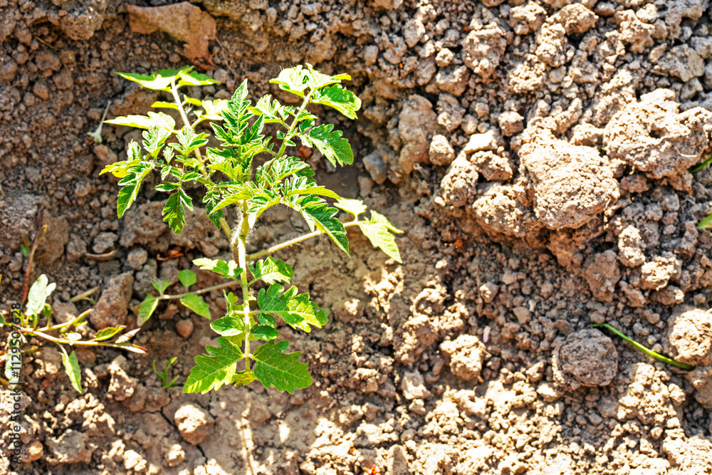 young tomato seedlings in the ground View from above. Growing ecological natural vegetables. Farming young tomato seedlings in the ground View from above. Growing ecological natural vegetables. Farming