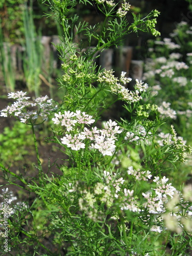 Cilantro plants blooming in sunlight