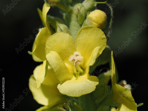 Żółty kwiat dziewanny (Verbascum)