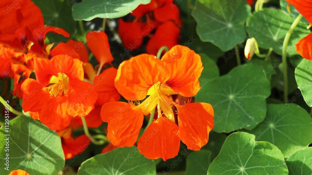 Nasturtium in dew flowering in green leaves background on early morning Nasturtium in dew flowering in green leaves background on early morning