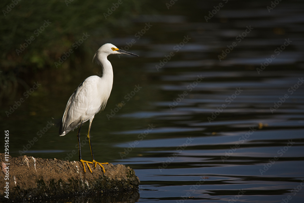 A white bird stands on a rock in front of a body of water A white bird stands on a rock in front of a body of water