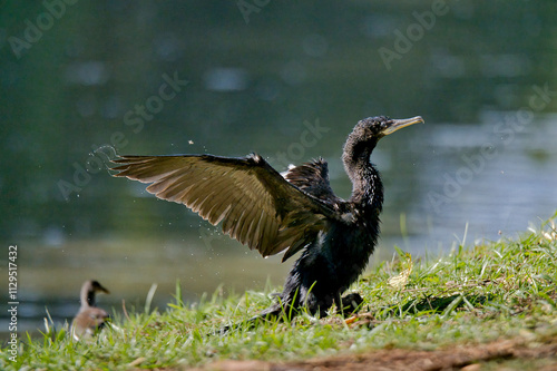 A black bird with a wing spread is standing on the grass near a body of water