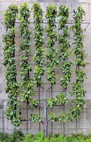tree growing on  espalier to form a fork like shape straight lines horticulture