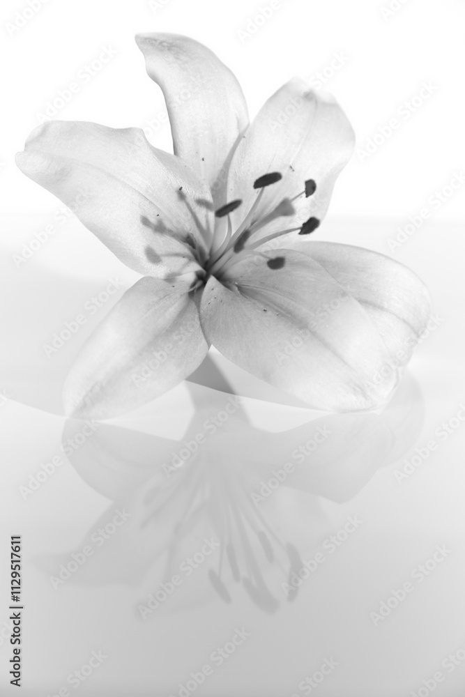 Obraz premium lily blossom against a white background, black and white, reflection