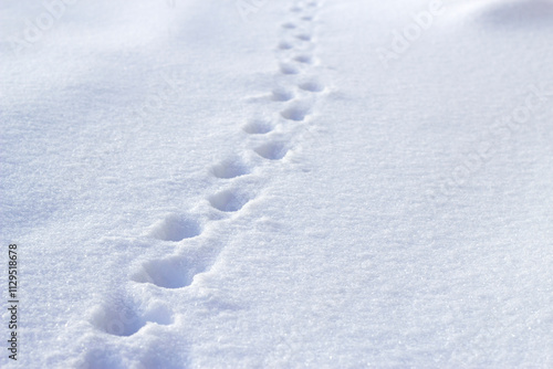 footprints on the snow in winter day