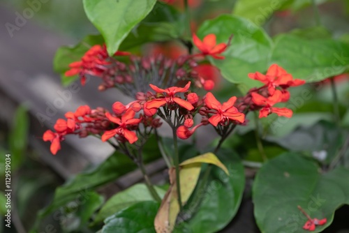 Flaming glorybower (clerodendrum splendens) flowers in bloom photo