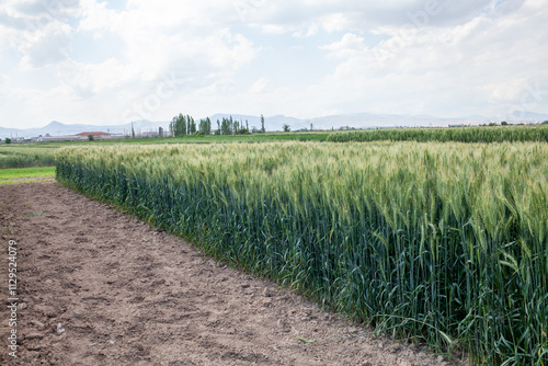 A well-maintained wheat field (Triticum aestivum) showcasing uniform growth and robust development, with healthy green spikes at the heading stage, bordered by tilled soil, under optimal agronomic con photo