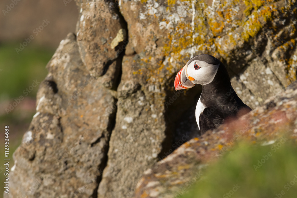 Fototapeta premium Atlantic puffin on a bird rock in Iceland