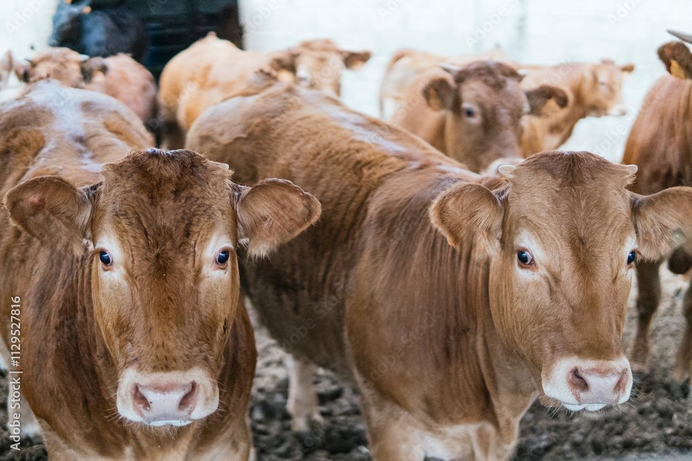 Herd of Brown Cattle Inside a Barn