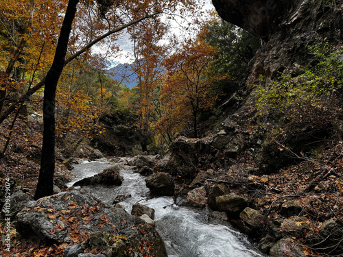 mountain river autumn rapids trees. High quality photo