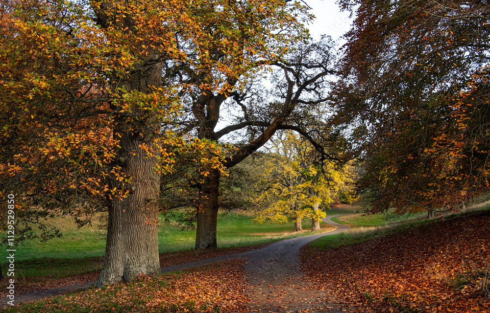 Fototapeta premium autumn trees in the park