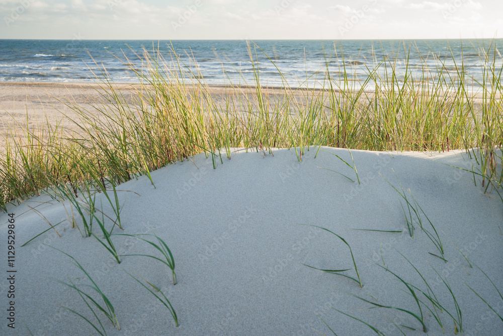 dune landscape in the evening light