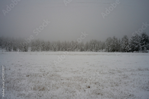 Wallpaper Mural Minimalistic view of Norwegian woods in early December, featuring a grassy field, pine trees, light snow, and moody fog, capturing the serene essence of winter nature Torontodigital.ca