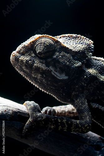 Close-up of a chameleon on a branch in dramatic lighting photo