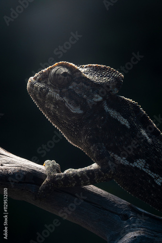 Chameleon in Dark Silhouette on Branch with Dramatic Lighting photo