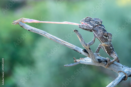 Chameleon Extending Tongue to Catch Prey on Branch photo