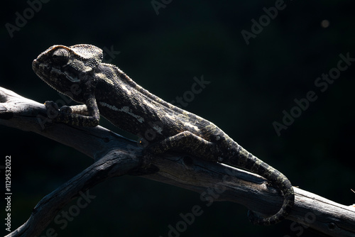 Chameleon on Branch Silhouetted Against Dark Background photo