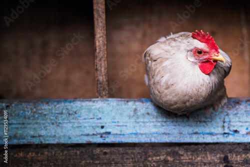 The gray chicken sits comfortably on a wooden perch inside a rustic barn, showcasing its vibrant red comb and friendly demeanor in soft daylight. photo