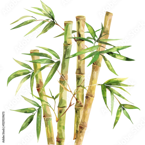 A watercolor vector of a bamboo plant, isolated on a white background. Bamboo vector.