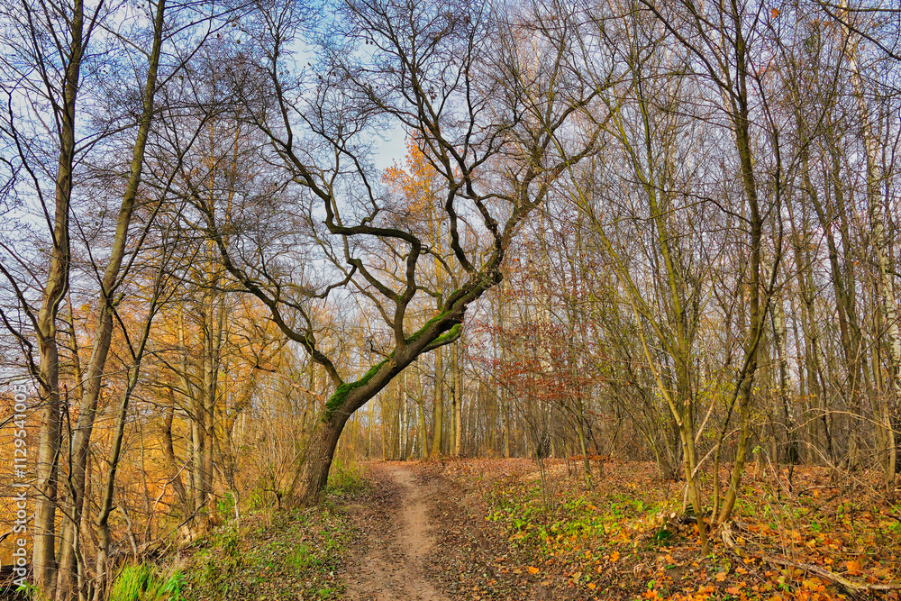Poznań, Cybina Valley, nature protected area, forest road near the river Poznań, Cybina Valley, nature protected area, forest road near the river