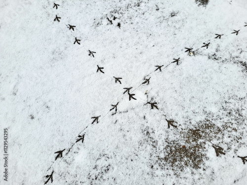 Bird tracks on the white snow. The concept of a frosty winter. photo