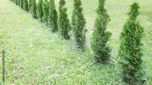 Green thuja trees growing in a row. Hedge made of thujas photo