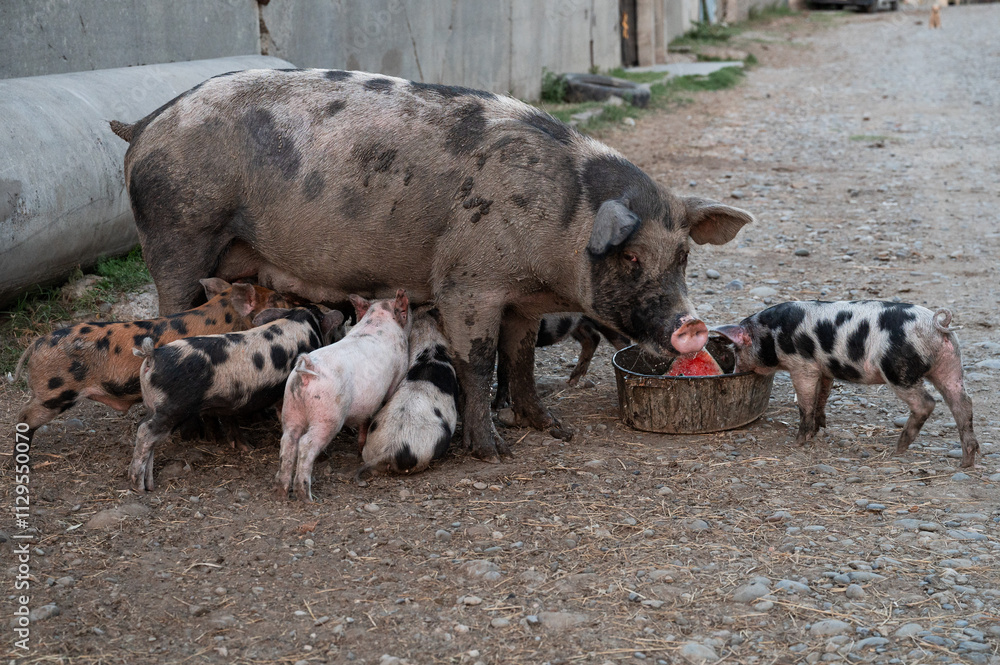 Sow feeding baby piglets while eating on the road in the village of Udabno, Kushetia region, Georgia Sow feeding baby piglets while eating on the road in the village of Udabno, Kushetia region, Georgia