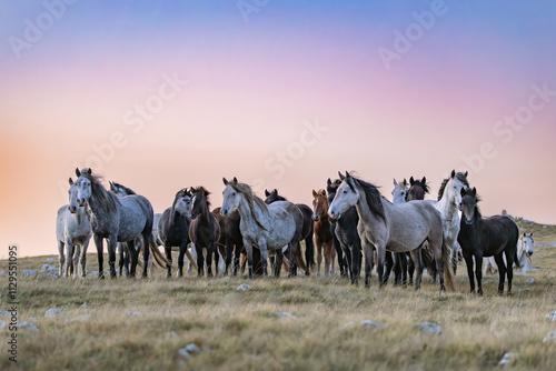 Wild horses roaming the stepes on the  mountain plane planina Cincar above the Bosnian city of Livno photo