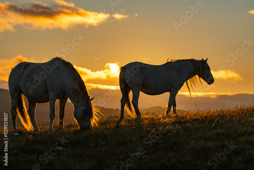 Wild horses roaming the stepes on the  mountain plane planina Cincar above the Bosnian city of Livno photo