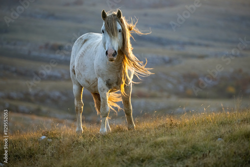 Wild horses roaming the stepes on the  mountain plane planina Cincar above the Bosnian city of Livno photo